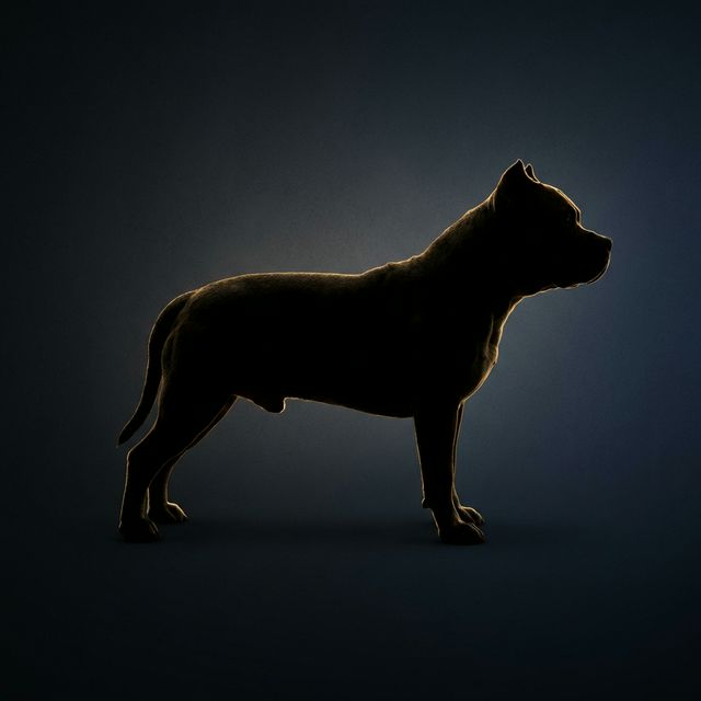 VAO SIMBA